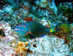 Stoplight Parrotfish seen in Grand Cayman August 2008.  P... by Bonnie Conley 